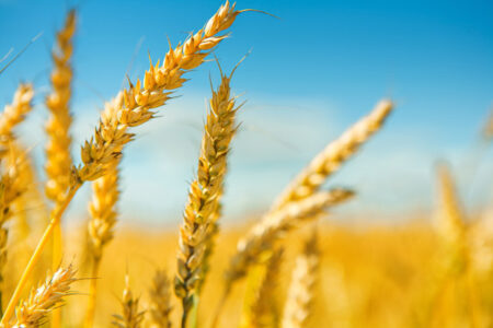 Discovery of Genetically Modified Wheat Highlights Regulatory Failures Image
